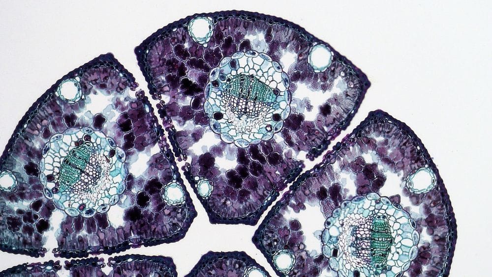 Microscopy